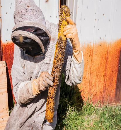 bee rescue